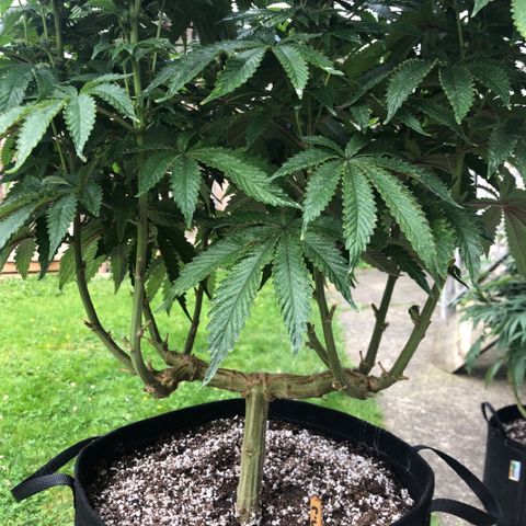 First Round #08 growlog timeline photo