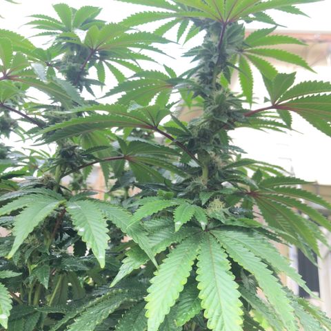 First Round #08 growlog timeline photo