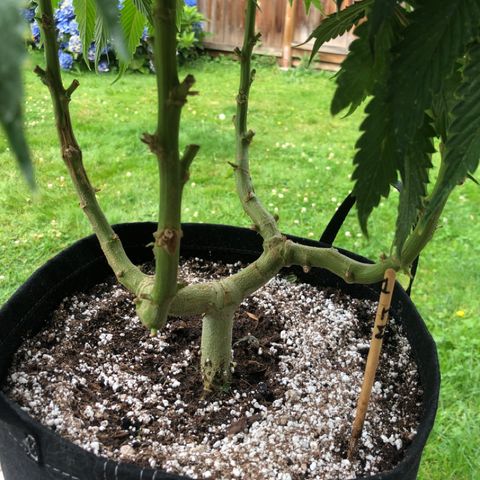First Round #01 growlog timeline photo