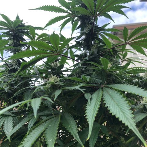 First Round #01 growlog timeline photo