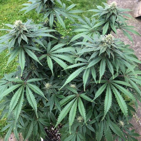 First Round #01 growlog timeline photo