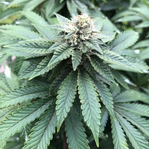 First Round #08 growlog timeline photo