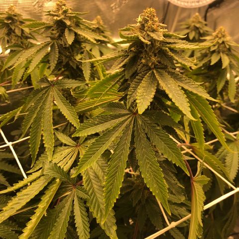 First Round #08 growlog timeline photo