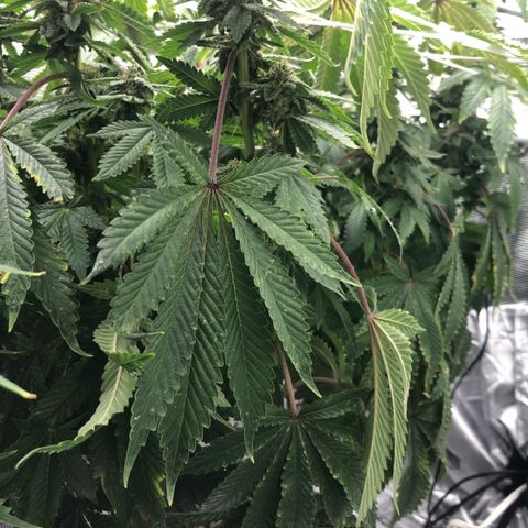First Round #08 growlog timeline photo