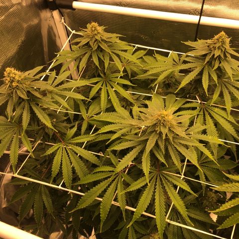 First Round #01 growlog timeline photo
