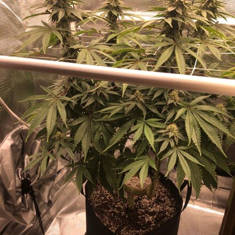 First Round #01 growlog timeline photo