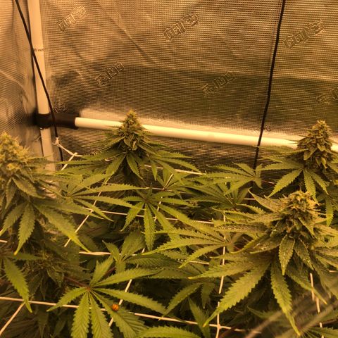 First Round #01 growlog timeline photo