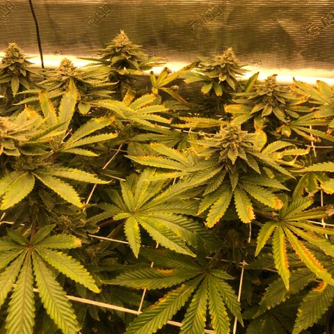 First Round #08 growlog timeline photo