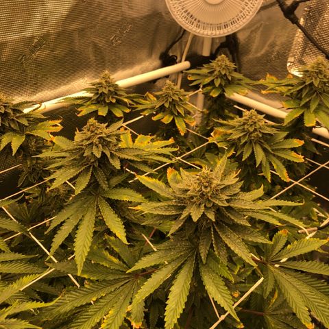 First Round #08 growlog timeline photo