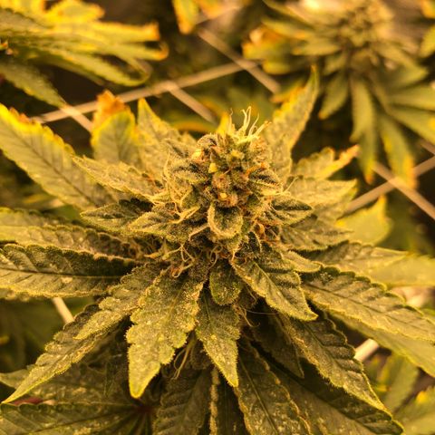First Round #08 growlog timeline photo
