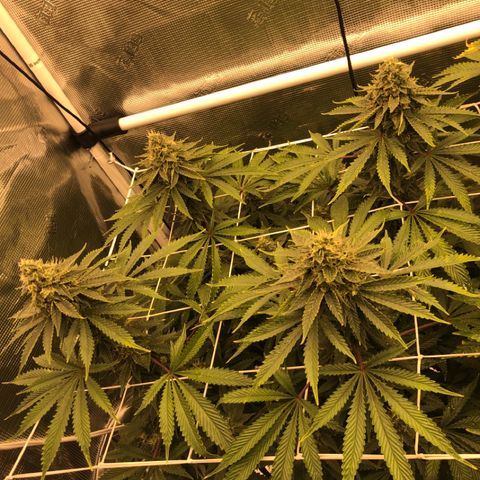 First Round #01 growlog timeline photo