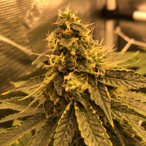 First Round #01 growlog timeline photo