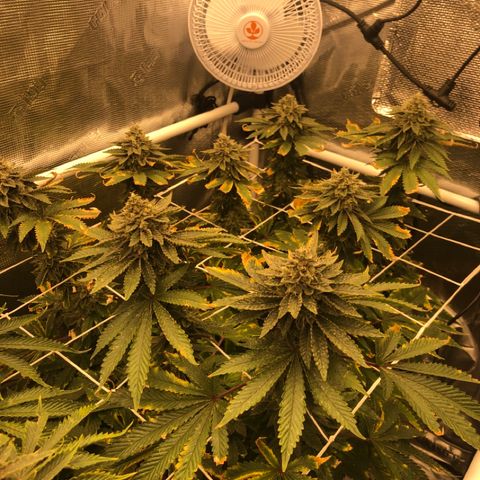 First Round #08 growlog timeline photo