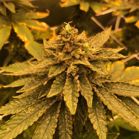 First Round #08 growlog timeline photo