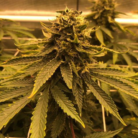 First Round #01 growlog timeline photo