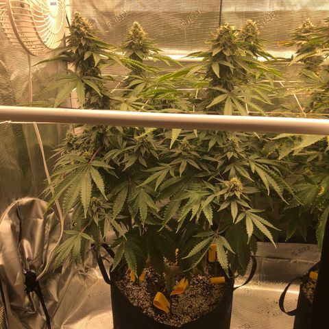 First Round #01 growlog timeline photo