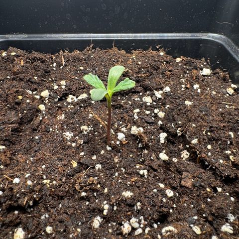 Cookies Gelato Auto #1 -41,5g growlog timeline photo