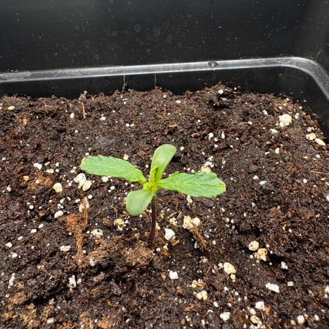 Cookies Gelato Auto #1 -41,5g growlog timeline photo