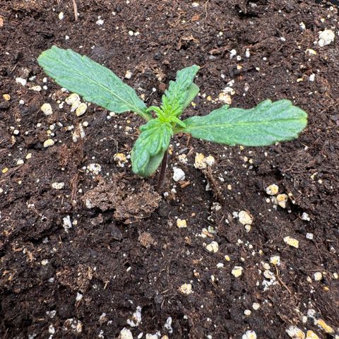 Cookies Gelato Auto #1 -41,5g growlog timeline photo