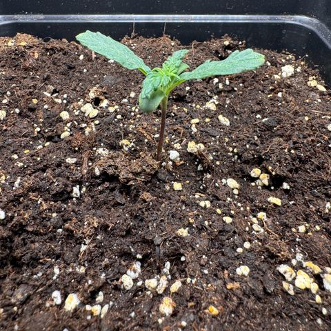 Cookies Gelato Auto #1 -41,5g growlog timeline photo