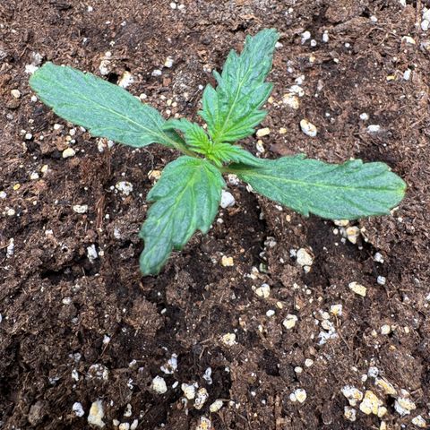 Cookies Gelato Auto #1 -41,5g growlog timeline photo