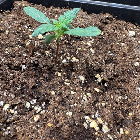 Cookies Gelato Auto #1 -41,5g growlog timeline photo