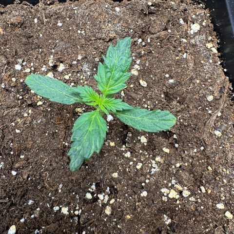 Cookies Gelato Auto #1 -41,5g growlog timeline photo