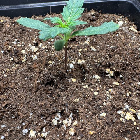 Cookies Gelato Auto #1 -41,5g growlog timeline photo