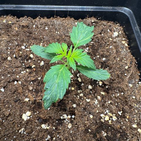 Cookies Gelato Auto #1 -41,5g growlog photo: 04:17 Uhr