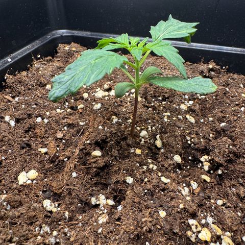 Cookies Gelato Auto #1 -41,5g growlog photo: 04:17 Uhr