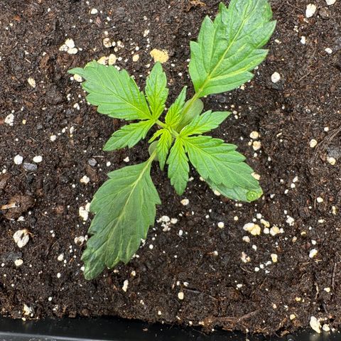 Cookies Gelato Auto #1 -41,5g growlog photo: 18:47