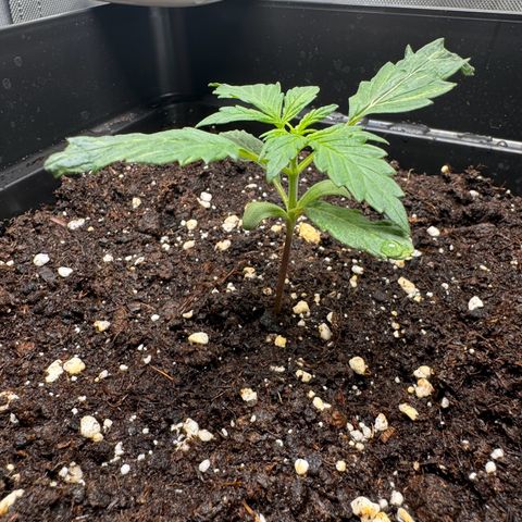 Cookies Gelato Auto #1 -41,5g growlog photo: 18:47