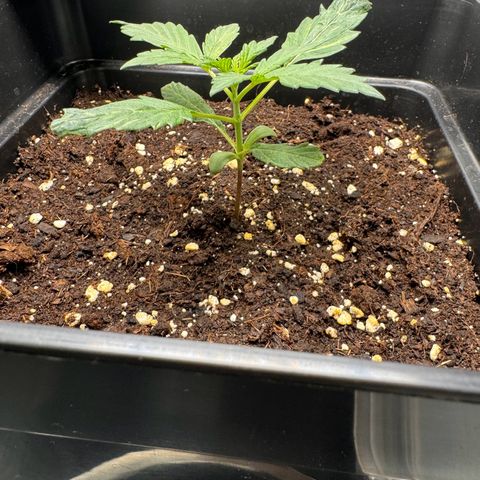 Cookies Gelato Auto #1 -41,5g growlog timeline photo