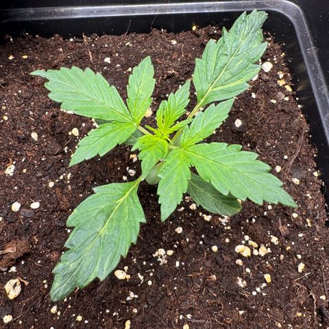 Cookies Gelato Auto #1 -41,5g growlog timeline photo