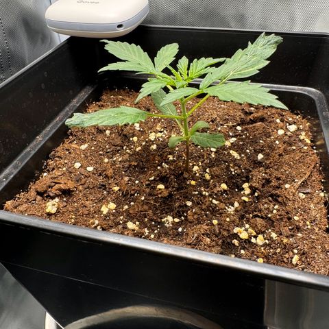 Cookies Gelato Auto #1 -41,5g growlog timeline photo