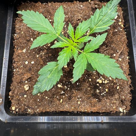 Cookies Gelato Auto #1 -41,5g growlog timeline photo