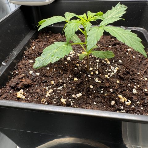 Cookies Gelato Auto #1 -41,5g growlog photo: 04:00 Uhr