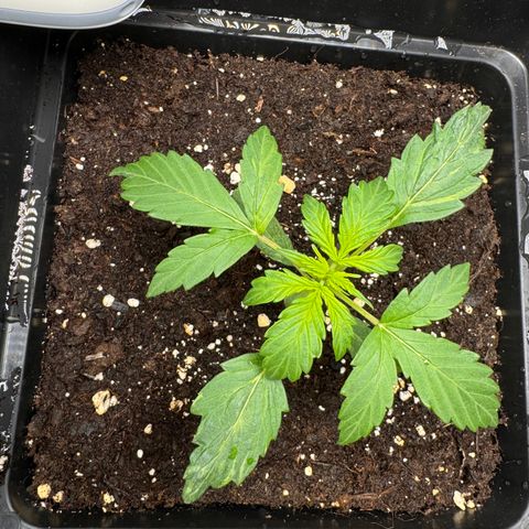 Cookies Gelato Auto #1 -41,5g growlog photo: 04:00 Uhr