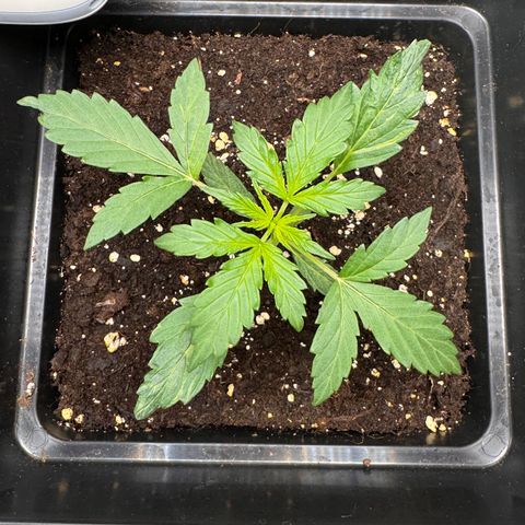 Cookies Gelato Auto #1 -41,5g growlog photo: 18:29 Uhr