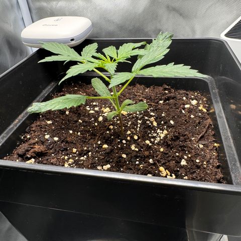 Cookies Gelato Auto #1 -41,5g growlog photo: 18:30 Uhr