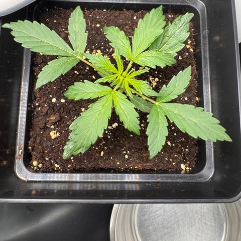 Cookies Gelato Auto #1 -41,5g growlog timeline photo