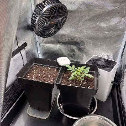 Cookies Gelato Auto #1 -41,5g growlog timeline photo