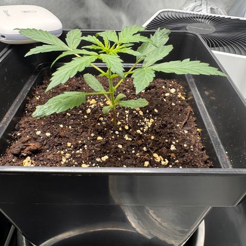 Cookies Gelato Auto #1 -41,5g growlog timeline photo
