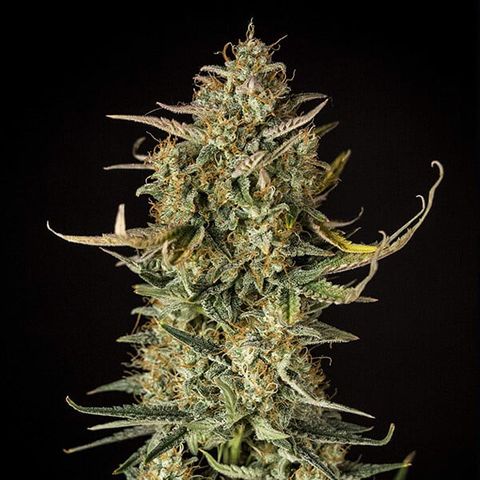 Fat Banana Auto #1 -89g growlog timeline photo