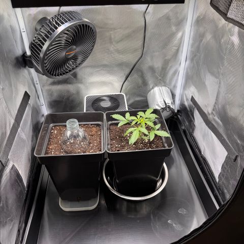 Cookies Gelato Auto #1 -41,5g growlog timeline photo