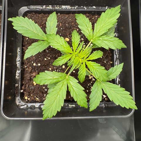 Cookies Gelato Auto #1 -41,5g growlog timeline photo