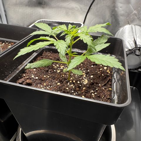 Cookies Gelato Auto #1 -41,5g growlog timeline photo