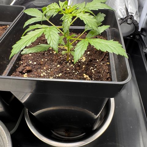 Cookies Gelato Auto #1 -41,5g growlog photo: 10:49