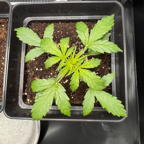 Cookies Gelato Auto #1 -41,5g growlog photo: 10:49