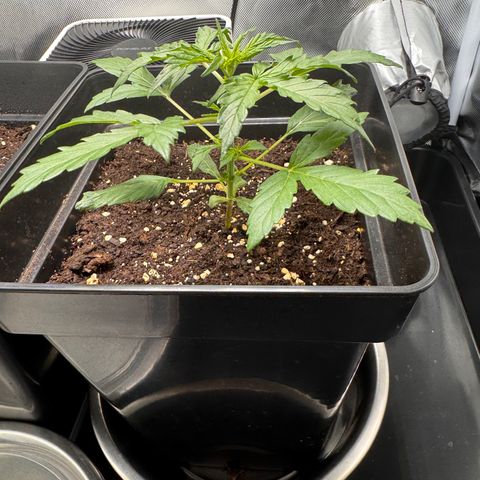 Cookies Gelato Auto #1 -41,5g growlog photo: 23:44